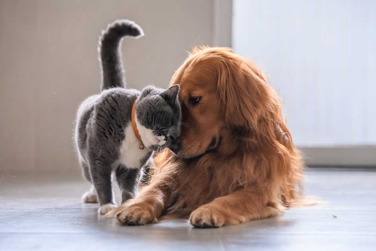 A Tribute to Pets We Love